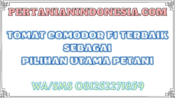 Tomat Comodor F1 Terbaik Sebagai Pilihan Utama Petani